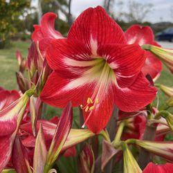 Selling amaryllis seeds